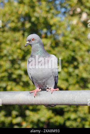 Wildtaube (Columba livia domestica). Erwachsener, der auf einem Metall steht, Geländer. Deutschland Stockfoto