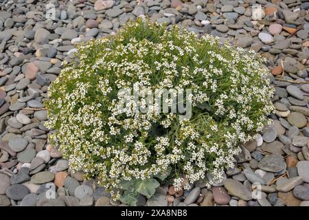 Meerkohl wächst durch die Schindel an einem Cumbrian Strand. Stockfoto