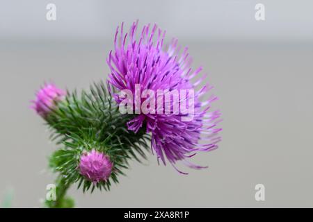 Nahaufnahme Einer Carduus-Blume in Amsterdam, Niederlande 3-6-2024 Stockfoto