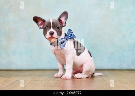 Niedlicher französischer Bulldog-Welpe mit Fliege vor dem Studiohintergrund Stockfoto