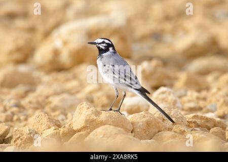 Marokkanischer Rattenbachtel, marokkanischer Rattenbachtelbachtel (Motacilla subpersonata, Motacilla alba subpersonata), männlicher sitzender Mann auf steinigem Boden, Seitenansicht, Mo Stockfoto