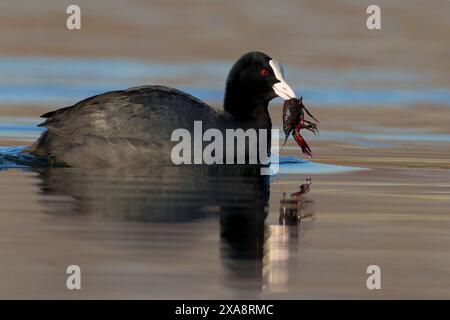 Schwarzer Huhn (Fulica atra), Schwimmen mit einem gefangenen Flusskrebs im Schnabel, Seitenansicht, Italien, Toskana Stockfoto