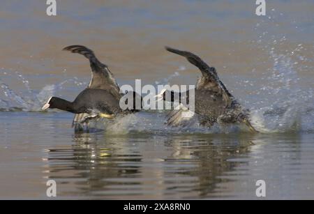 Schwarzer Hahn (Fulica atra), zwei schwarze Hähnchen kämpfen im Wasser, Seitenansicht, Italien, Toskana Stockfoto