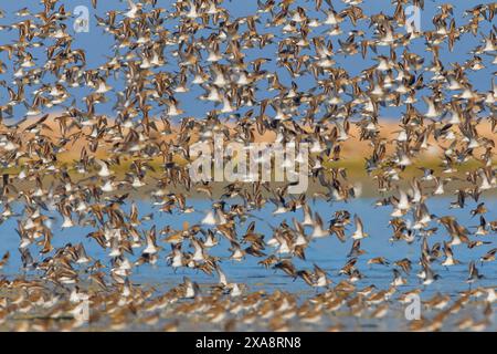 dunlin (Calidris alpina), fliegt herauf, Seitenansicht, Kuwait, Doha Stockfoto