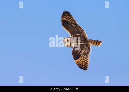 Kurzohrige (Asio flammeus), im Gleitflug am blauen Himmel, Italien, Parma Stockfoto