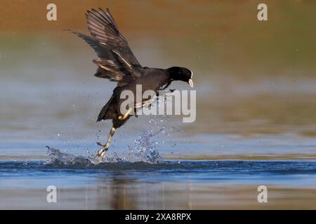 Schwarzer Hahn (Fulica atra), aus dem Wasser mit gefangenen Flusskrebsen, Seitenansicht, Italien, Toskana, Stagno di Padule; Piana fiorentina, Florenz Stockfoto