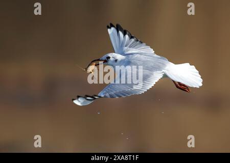 Schwarzkopfmöwe (Larus ridibundus, Chroicocephalus ridibundus), im Flug mit einem gefangenen Flusskrebs im Schein, Seitenansicht, Italien, Toskana, Piana Fior Stockfoto