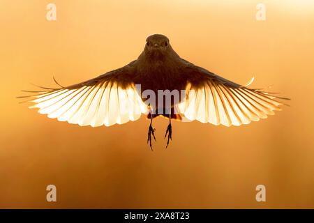 Schwarzer Rotstart (Phoenicurus ochruros), fliegende Frau, Hinterleuchtung Foto, Italien, Toskana Stockfoto