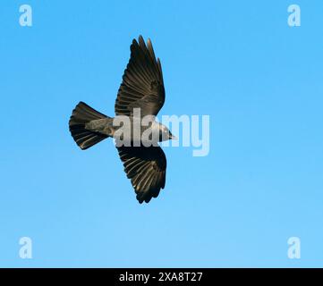 Jackdaw (Corvus monedula, Coloeus monedula), im Flug, Niederlande Stockfoto