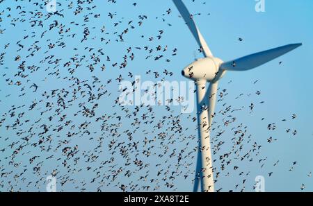 Stocktaube (Columba oenas), eine riesige Schar überwinterender Stocktauben, die vor der Windmühle fliegen, Niederlande, Koningsbosch Stockfoto