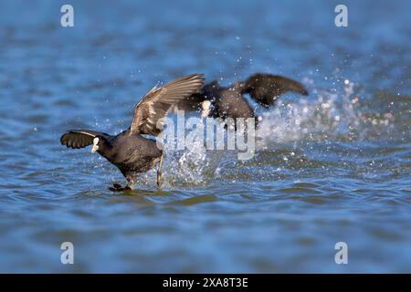 Fulica atra (Fulica atra), zwei schwarze Backen kämpfen im Wasser, Italien, Toskana Stockfoto