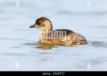 Kleiner Grebe, Dabchick (Podiceps ruficollis, Tachybaptus ruficollis), Schwimmen im Federkleid der Sonnenfinsternis, Seitenansicht, Italien, Toskana, Stagno di Padule; Piana Stockfoto