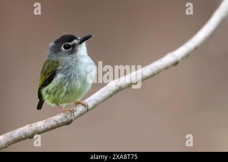 Schwarzer Zwergtyrann (Myiornis atricapillus), der auf einem Zweig im Regenwald in Panama sitzt Stockfoto