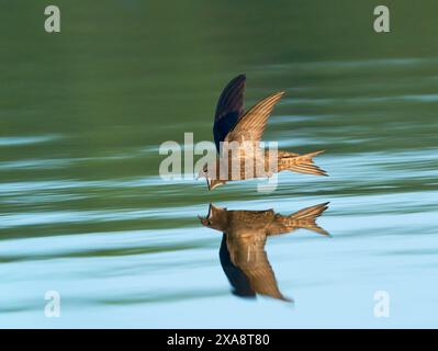 Eurasischer SWIFT (Apus apus), der an einem heißen Sommertag mit offenem Schnabel über die Wasseroberfläche fliegt, um zu trinken, Niederlande, Limburg Stockfoto