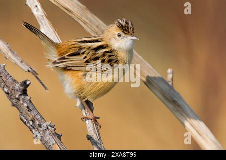 zitting cisticola, gesträhnter Fantail-Gratler (Cisticola juncidis), auf einem toten Ast thronend, Seitenansicht, Italien, Toskana, Peretola-See, Florenz Stockfoto