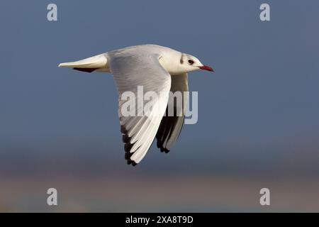 Schwarzkopfmöwe (Larus ridibundus, Chroicocephalus ridibundus), fliegend im Wintergefieder, Seitenansicht, Italien, Toskana, Marina di Pisa Stockfoto