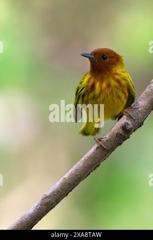 Panama Yellow Grumbler, Mangrove Warbler (Setophaga petechia erithachorides, Setophaga erithachorides), männlich auf einem Zweig in einem Regenwald, Panam Stockfoto