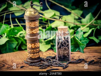 Langer Pfeffer (Piper longum), auf einer Holzplatte mit Glasbehälter und Pfeffermühle Stockfoto