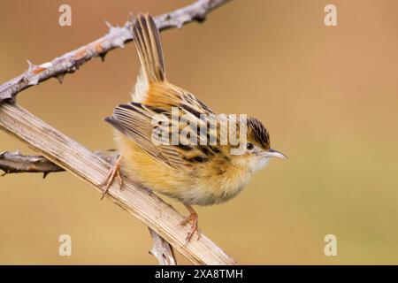 zitting cisticola, gesträhnter Fanschwanzkraut (Cisticola juncidis), auf einem Pflanzenstamm stehend, Italien, Toskana, Peretola See, Florenz Stockfoto