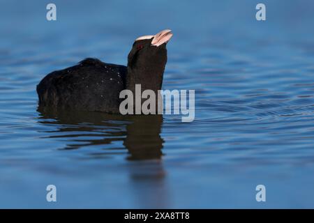 Black Coot (Fulica atra), schwimmender schwarzer Coot trinkt, Italien, Toskana Stockfoto