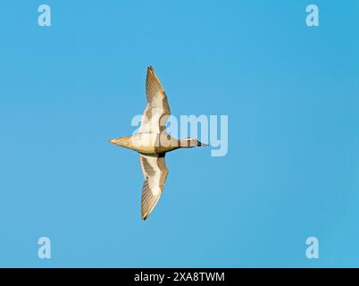 Garganey (Spatula querquedula, Anas querquedula), männlich im Flug von unten, Niederlande, Maasvallei Grensmaas Stockfoto