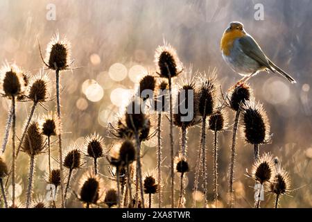 Europäischer robin (Erithacus rubecula), auf einer Teasel, Seitenansicht, Italien, Toskana, Piana fiorentina; Stagno di Peretola, Florenz Stockfoto