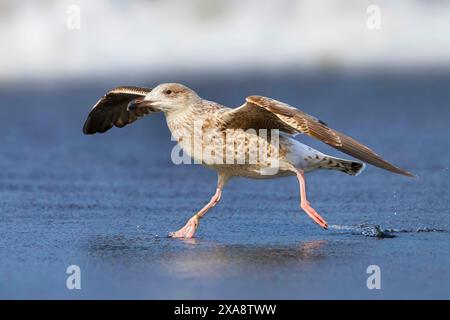 Großmöwe mit schwarzem Rücken (Larus marinus), die mit ausgestreckten Flügeln über das Wasser läuft, Seitenansicht Stockfoto