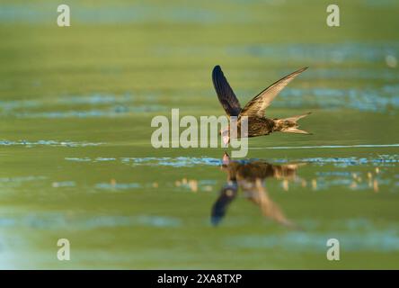 Eurasischer SWIFT (Apus apus), der an einem heißen Sommertag mit offenem Schnabel über die Wasseroberfläche fliegt, um zu trinken, Niederlande, Limburg Stockfoto