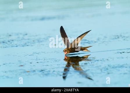 Eurasischer SWIFT (Apus apus), der an einem heißen Sommertag mit offenem Schnabel über die Wasseroberfläche fliegt, um zu trinken, Niederlande, Limburg Stockfoto