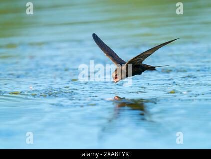 Eurasischer SWIFT (Apus apus), der an einem heißen Sommertag mit offenem Schnabel über die Wasseroberfläche fliegt, um zu trinken, Niederlande, Limburg Stockfoto