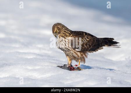 hühnerweihe (Circus cyaneus), mit Beute im Schnee, Seitenansicht, Italien, Parma Stockfoto