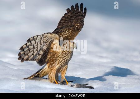 hühnerweihe (Circus cyaneus), mit Beute im Schnee, Seitenansicht, Italien, Parma Stockfoto