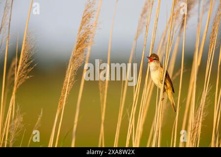 Großer Schilfkühner (Acrocephalus arundinaceus), singend im Schilf, Seitenansicht, Niederlande Stockfoto