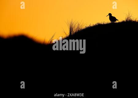 paläarktischer Austernfischer (Haematopus ostralegus), Silhouette eines Austernfischers in den Dünen bei Sonnenuntergang, Niederlande, Texel Stockfoto