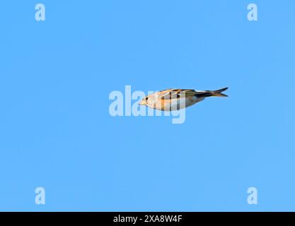 Brombling (Fringilla montifringilla), weiblich im Flug mit gefalteten Flügeln, Niederlande Stockfoto