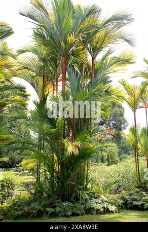 Nahaufnahme der roten Stämme, grünen Blätter und roten Mittelrippen des tropischen Ziergartens Palm cyrtostachys renda. Stockfoto