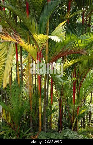 Nahaufnahme der roten Stämme, grünen Blätter und roten Mittelrippen des tropischen Ziergartens Palm cyrtostachys renda. Stockfoto