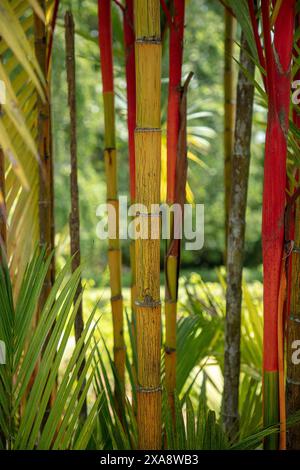 Nahaufnahme der roten Stämme, grünen Blätter und roten Mittelrippen des tropischen Ziergartens Palm cyrtostachys renda. Stockfoto