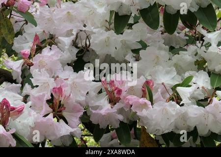 Nahaufnahme der weiß-rosa Blüten einer immergrünen Gartenpflanze einer Rhododendron-Loderi-Gruppe. Stockfoto