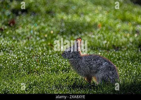 Ein Kaninchen am frühen Morgen im Frühling auf taubedecktem Rasen Stockfoto