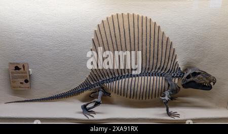 Fossiles Skelett von Dimetrodon limbatus, einem Synapsid mit Segel, im BYU Paleontology Museum in Provo, Utah. Dimetrodon war kein Dinosaurier. Stockfoto