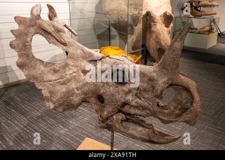 Schädelabdruck von Triceratops horridus, einem Ceratopian Dinosaurier, im BYU Paleontology Museum in Provo, Utah. Stockfoto