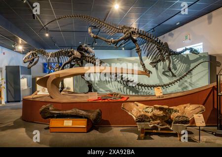 Skelette von Allosaurus fragilis und Camptosaurus liegen im BYU Paleontology Museum in Provo, Utah, aus der Jurastunde. Auf dem Boden ist ein Femu Stockfoto