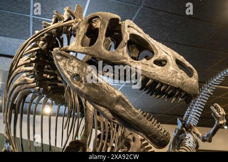 Schädel von Allosaurus fragilis aus der Jura-Zeit im BYU Paläontologie Museum in Provo, Utah. Stockfoto