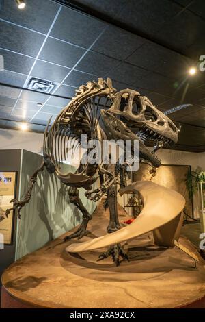 Skelett von Allosaurus fragilis aus der Jura-Zeit im BYU Paläontologie Museum in Provo, Utah. Stockfoto