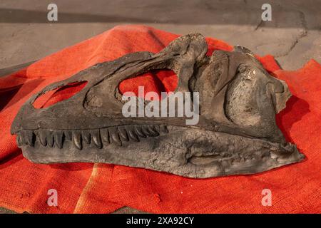 Schädelabdruck von Allosaurus jimmadseni aus der jurassischen Zeit im BYU Paleontology Museum in Provo, Utah. Stockfoto