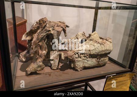 Schädel von Allosaurus fragilis aus der Jura-Zeit im BYU Paläontologie Museum in Provo, Utah. Stockfoto