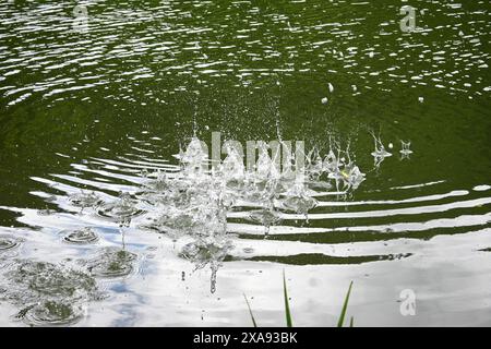 Das scharfe Einfangen von Wassertropfen sorgt für einen Spritzer in einem ruhigen grünen Teich mit Kräuselungen. Stockfoto
