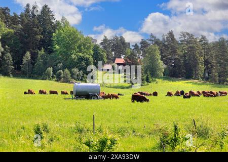 Ländliche Landschaft mit Hereford-Rindern, die im Sommer auf der grünen Weide weiden, mit Wassertank für die Tiere. Stockfoto