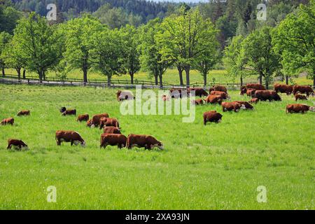 Ländliche Landschaft mit Hereford-Rindern, die im Sommer auf der grünen Weide weiden. Hereford ist eine britische Rinderrasse aus Herefordshire. Stockfoto